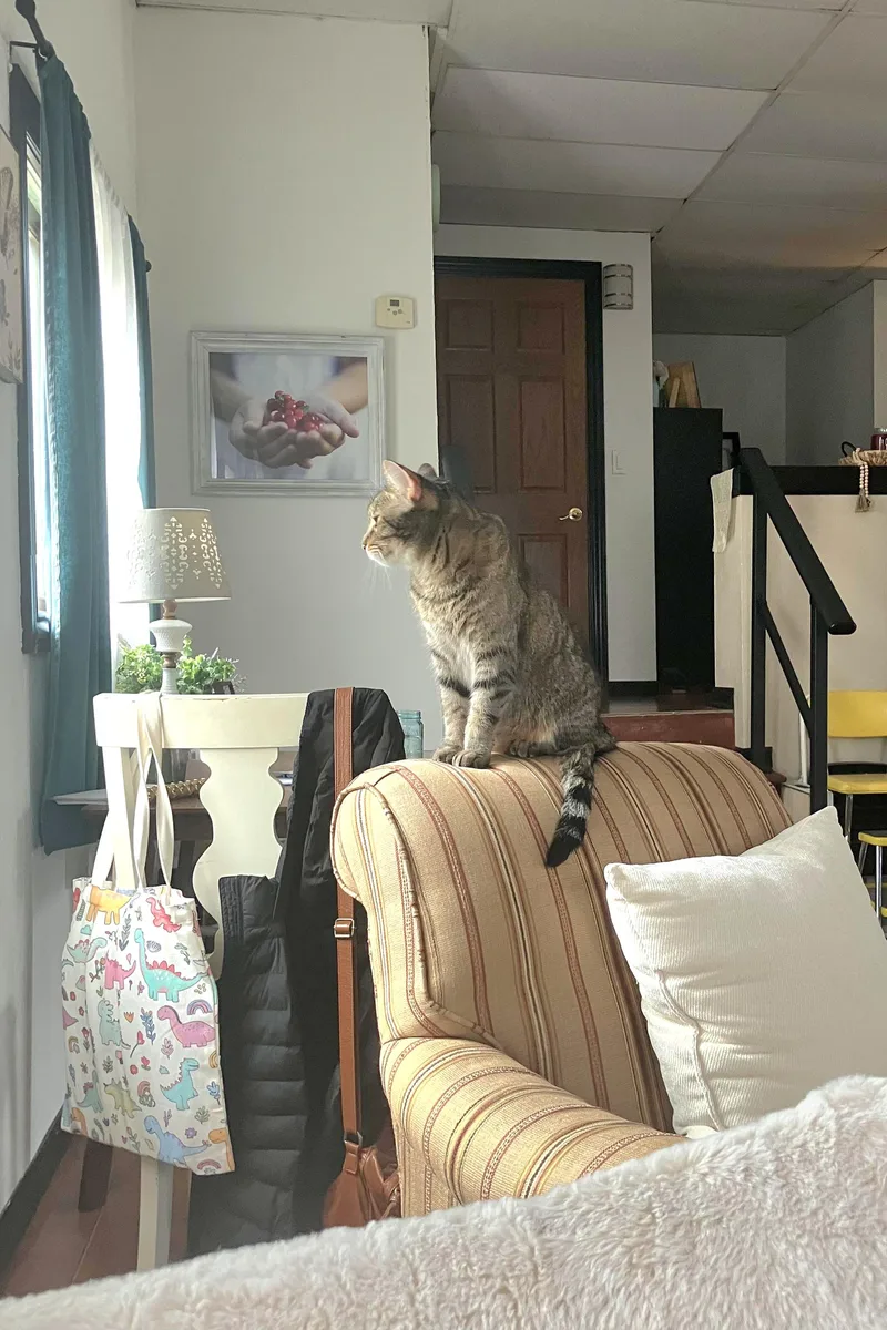 Buddy - Affectionate And thumbnail 5