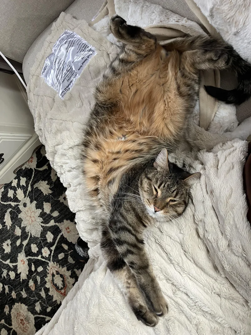 Buddy - Affectionate And thumbnail 4