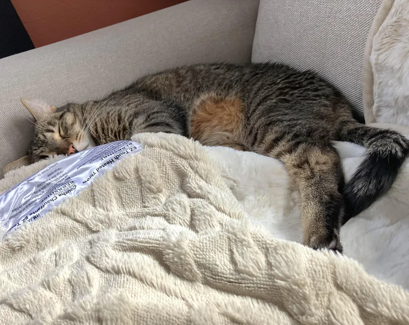 Buddy - Affectionate And thumbnail 6