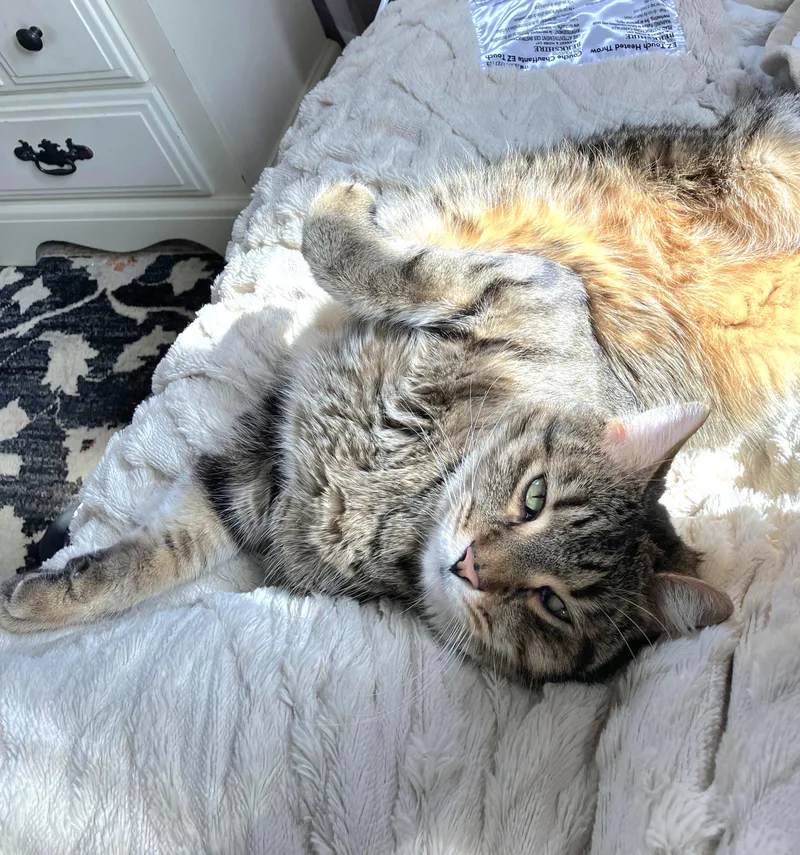 Buddy - Affectionate And