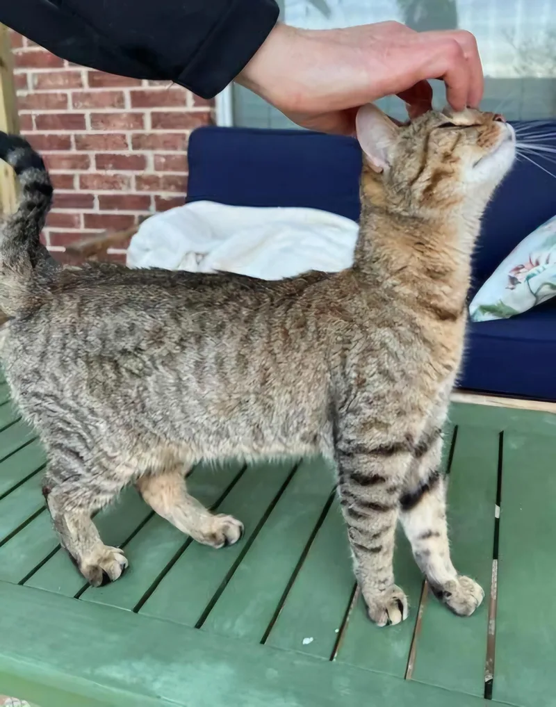 Judi - Affectionate Girl! thumbnail 4