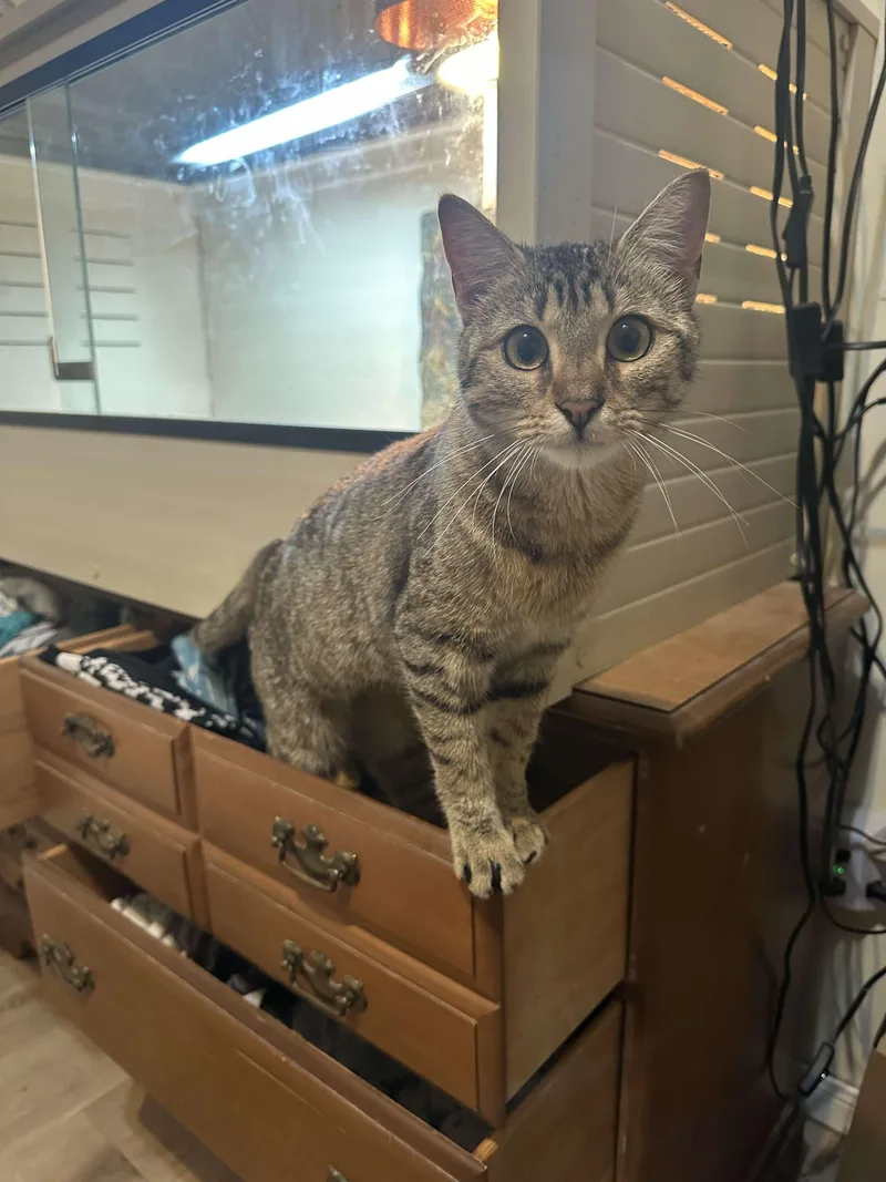 Judi - Affectionate Girl! thumbnail 5