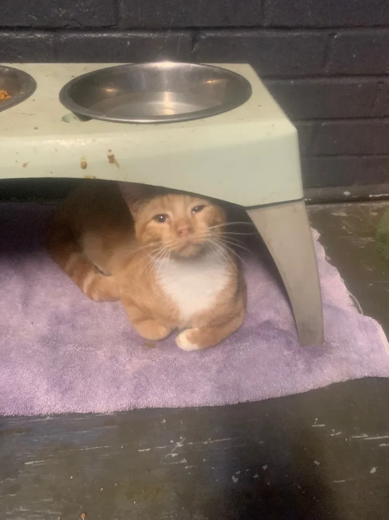 Cheese Puff thumbnail 2