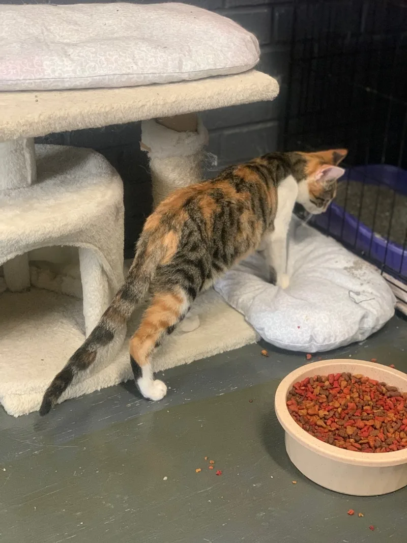 Carmelia thumbnail 3