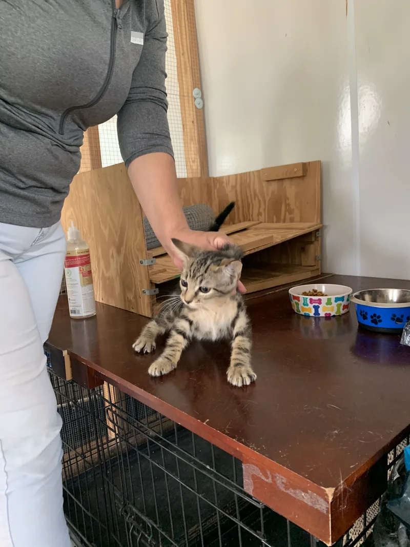 Bed Pillow thumbnail 4