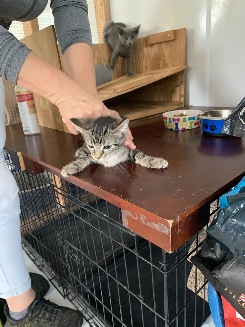 Bed Pillow thumbnail 5