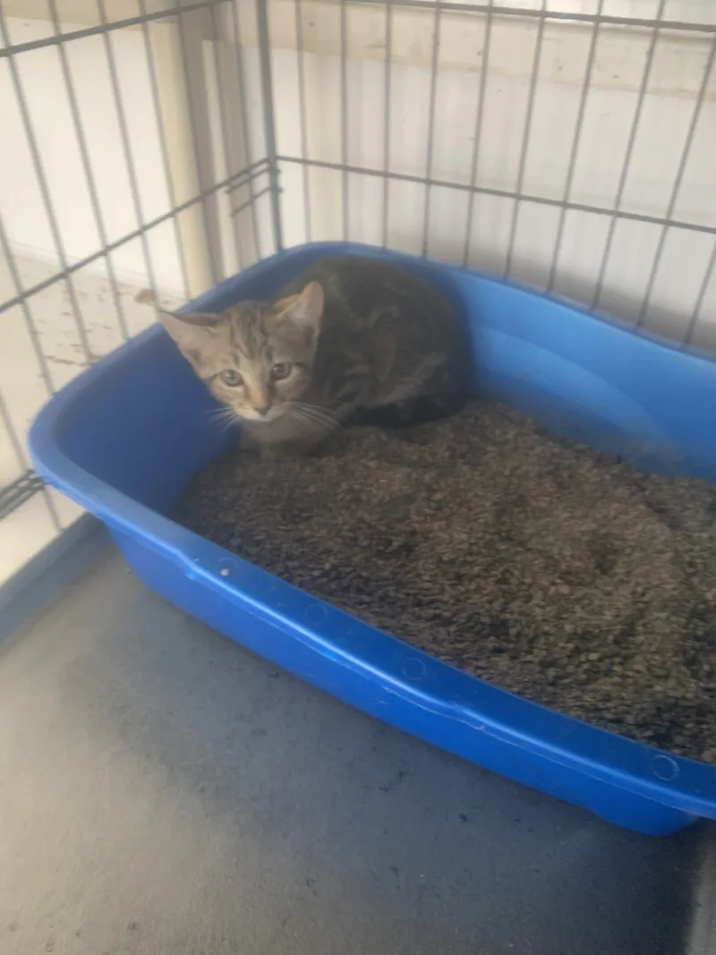 Bed Pillow thumbnail 2