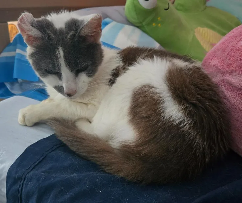 A senior medium-sized female Domestic Short Hair cat named Zoey for adoption in Evans, GA