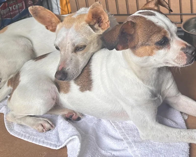 A young small-sized female Chihuahua dog named Shelly for adoption in San Antonio, TX