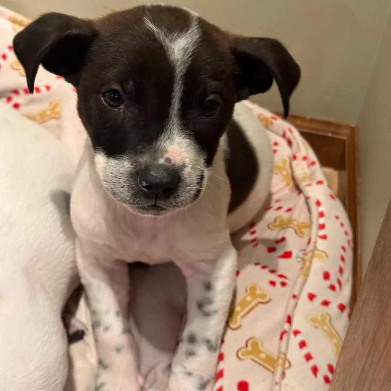 A baby small-sized male White / Cream Mixed Breed dog named Deuce for adoption in Buffalo, MN