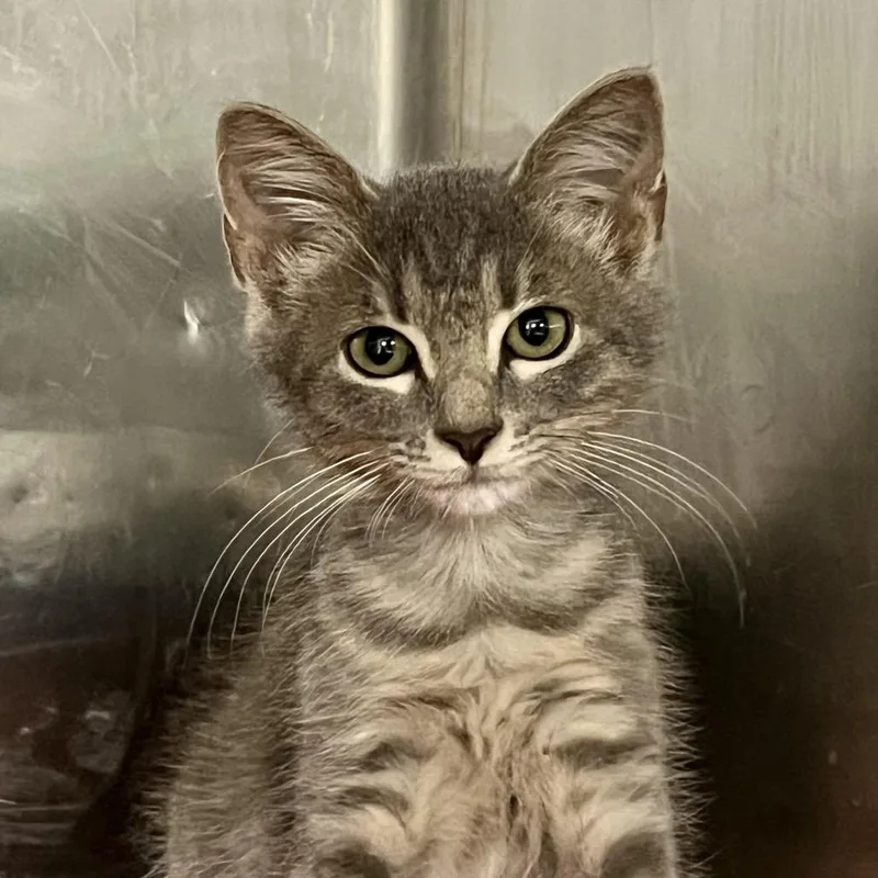 A baby small-sized male Domestic Short Hair cat named Sweet Boy for adoption in Cumming, GA