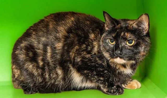 A young medium-sized female Domestic Short Hair cat named Andarna for adoption in Cookeville, TN