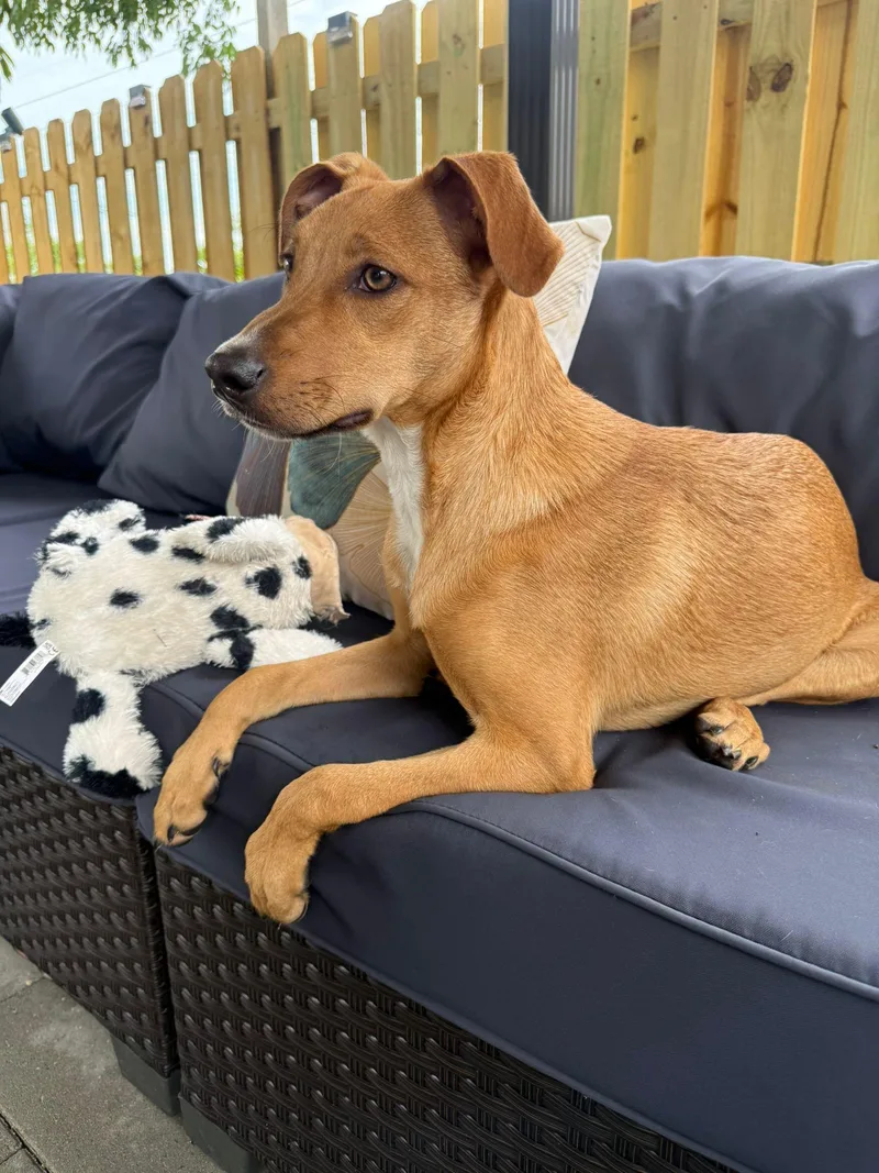 Lennardo thumbnail 3