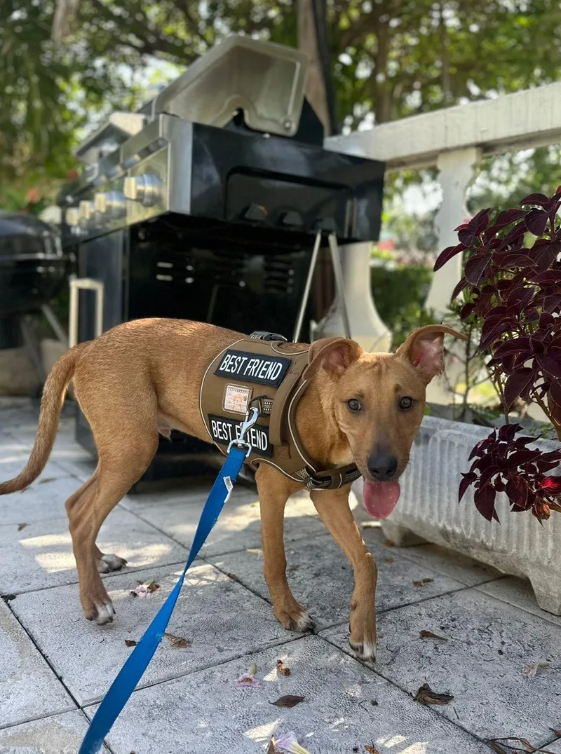 Valentinox thumbnail 4