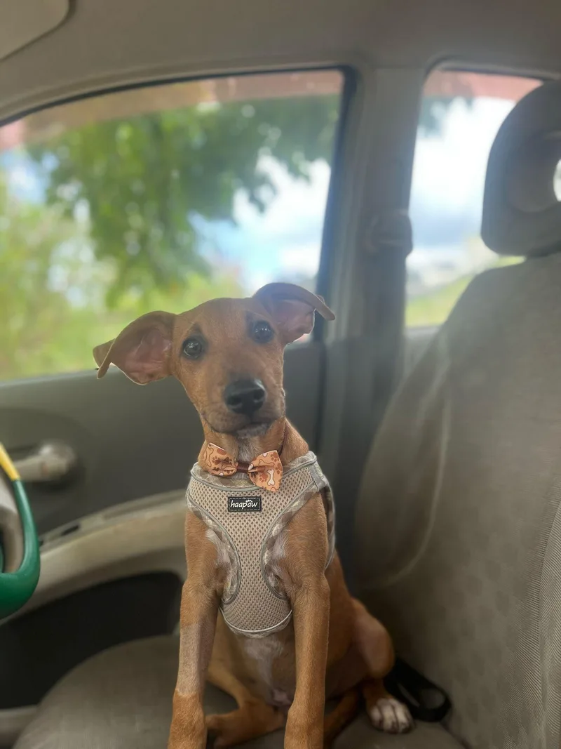 Valentinox thumbnail 6