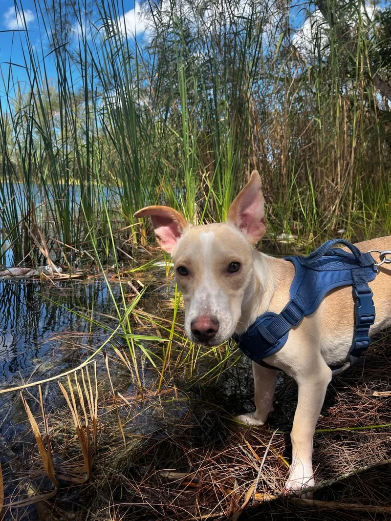 Gingerbread thumbnail 2