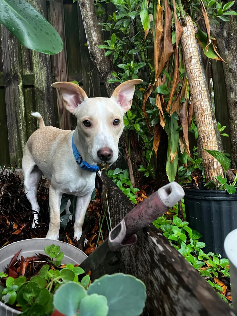 Gingerbread thumbnail 5