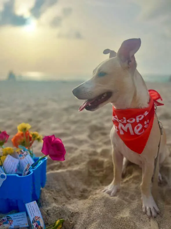 Gingerbread thumbnail 3