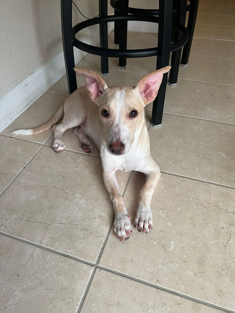 Gingerbread thumbnail 4