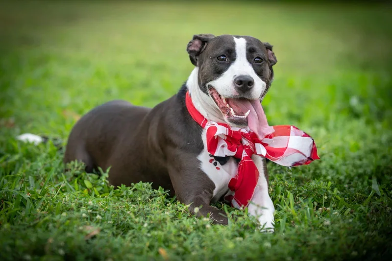 Aceituna thumbnail 4