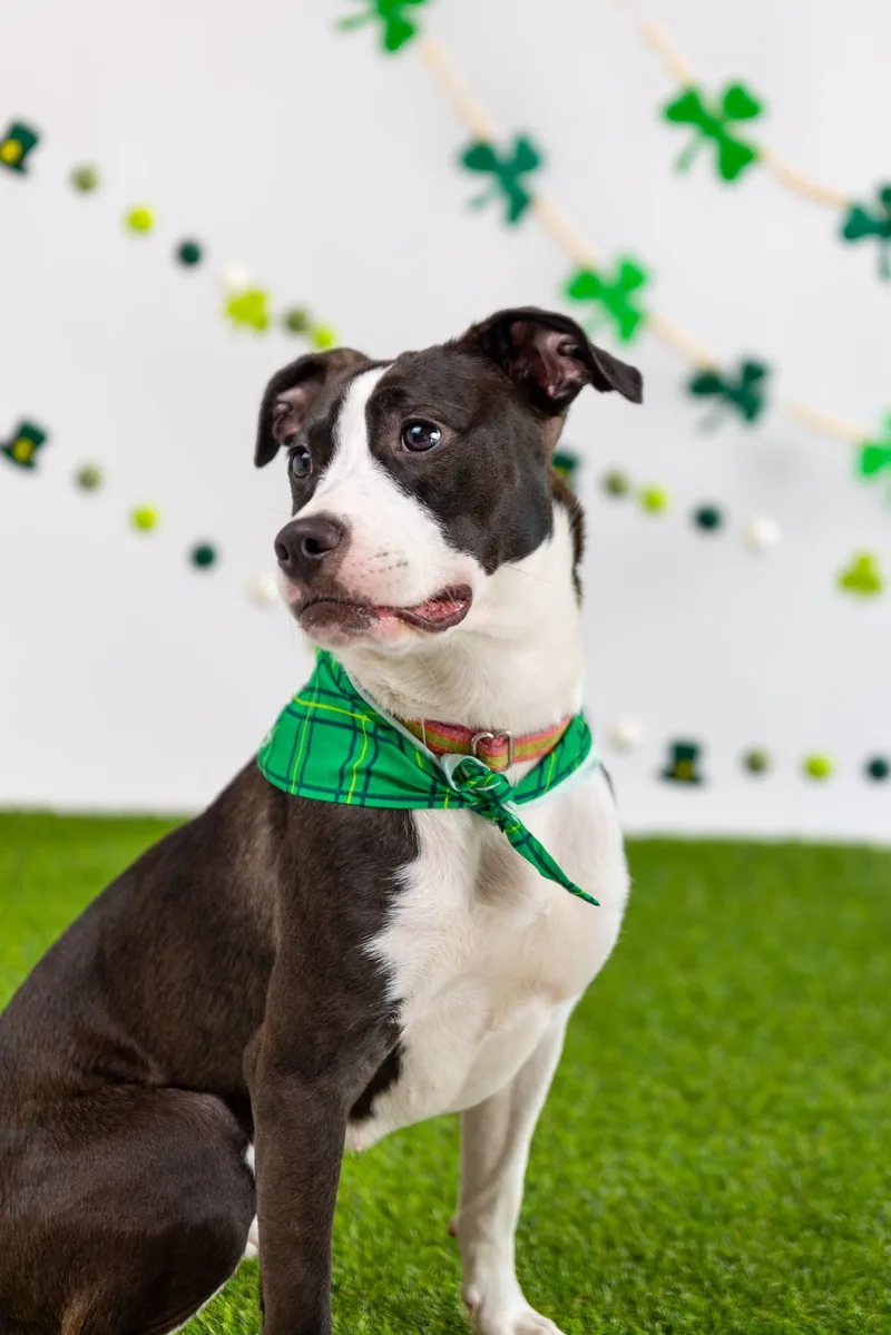 Aceituna thumbnail 3