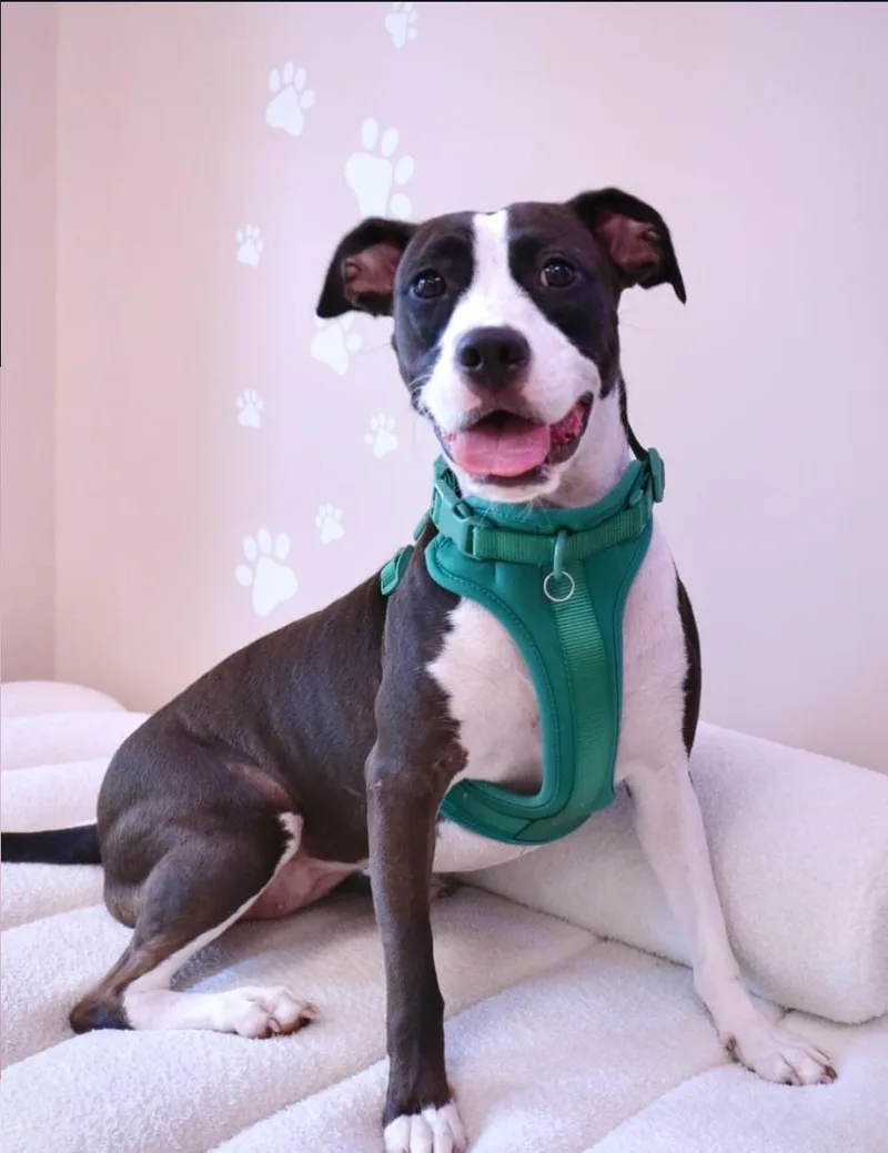 Aceituna thumbnail 7