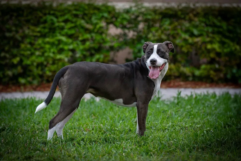 Aceituna thumbnail 6