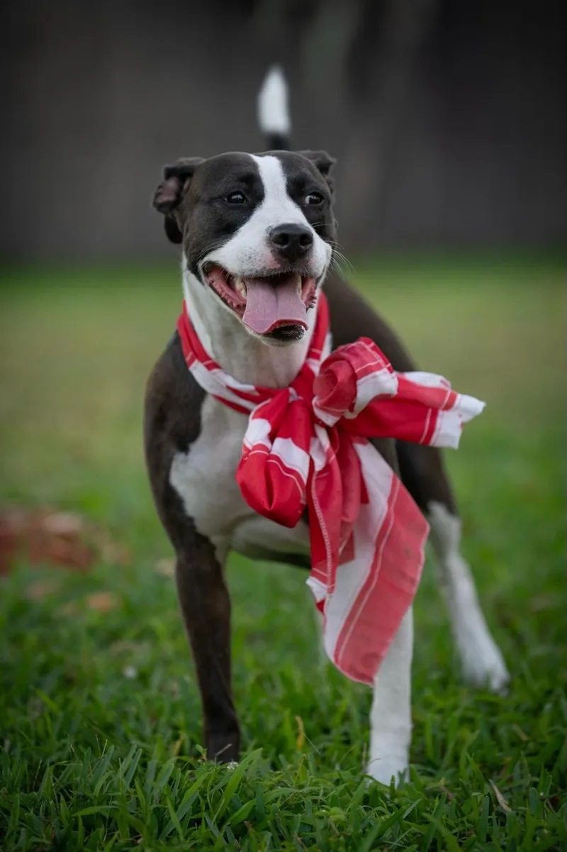 Aceituna thumbnail 5