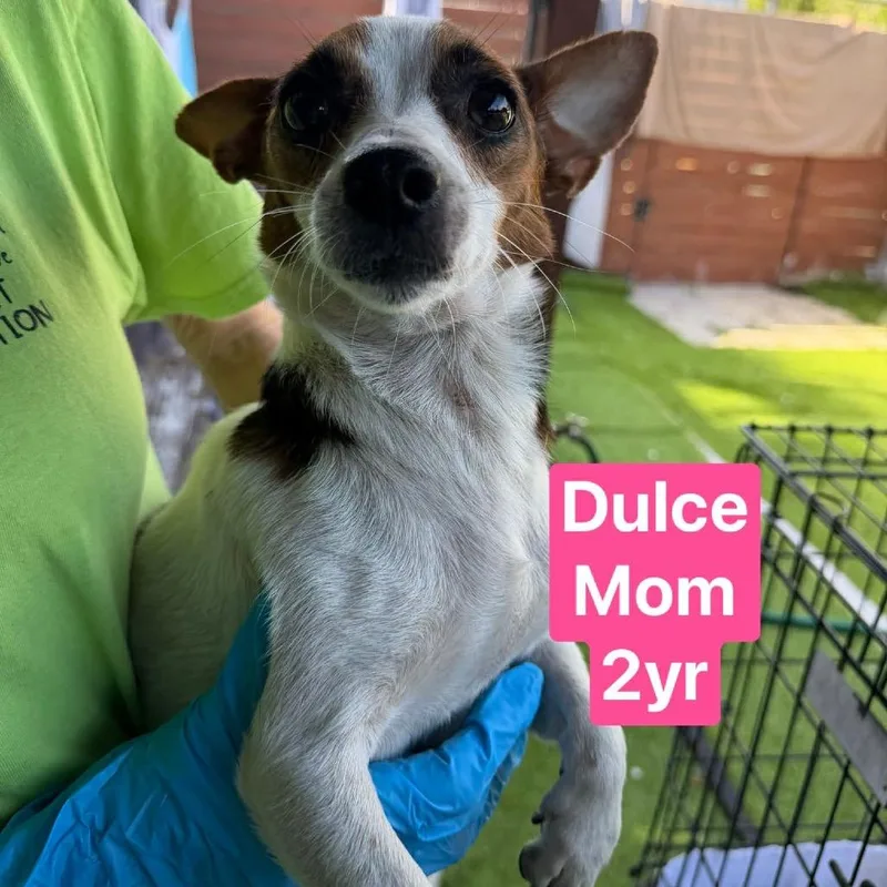 Dulce Mom