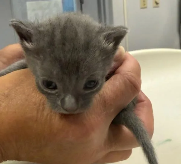 A baby small-sized male Domestic Short Hair cat named Ornamental Onion for adoption in Salisbury, MD