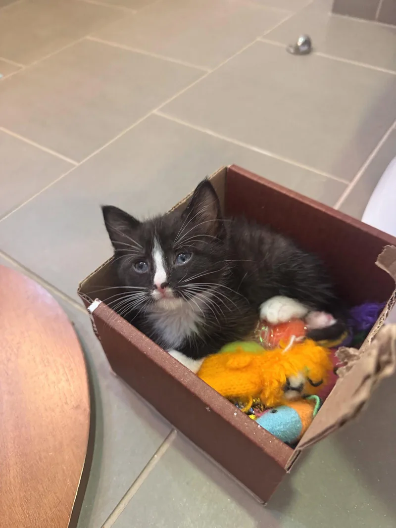 A baby medium-sized male Black Domestic Short Hair cat named Kade for adoption in Herndon, VA
