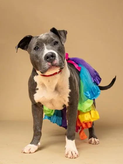 A young large-sized female Pit Bull Terrier dog named Olive for adoption in Atlanta, GA