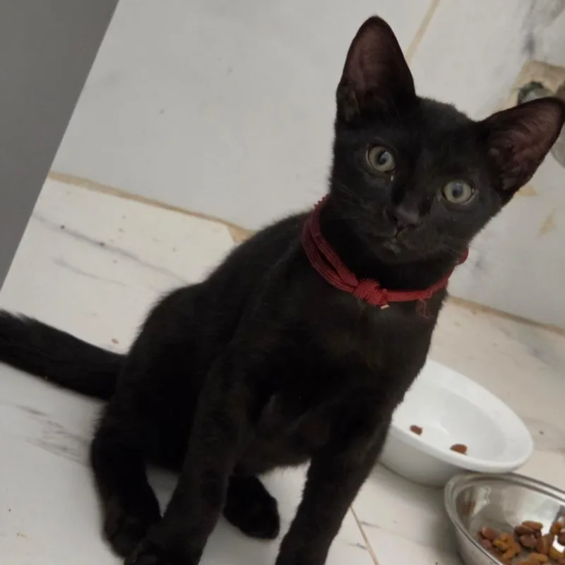 A young medium-sized male Black Domestic Short Hair cat named Romesco for adoption in Parkland, FL