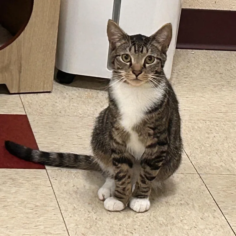 A young medium-sized male Brown / Chocolate Domestic Short Hair cat named Cannoli for adoption in Waynesboro, PA