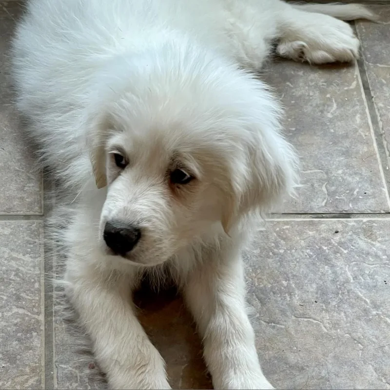 An adult large-sized male White / Cream Great Pyrenees dog named Aries for adoption in Dallas, TX