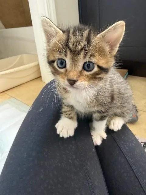 A baby small-sized male Domestic Short Hair cat named Toulouse for adoption in Colorado Springs, CO