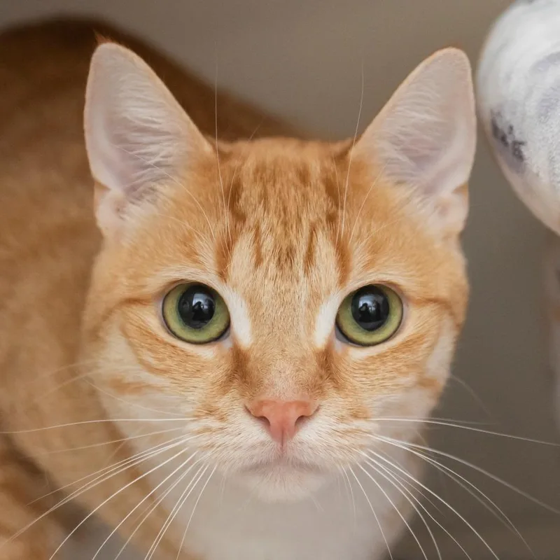 A young large-sized female Domestic Short Hair cat named Kiara for adoption in Middletown, RI