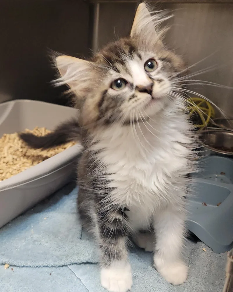 A baby medium-sized male Brown / Chocolate Domestic Medium Hair cat named Eenie for adoption in Plover, WI