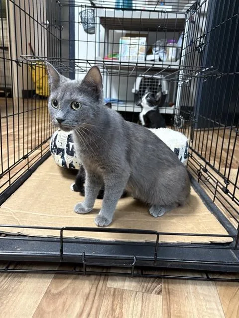 A young medium-sized female Domestic Medium Hair cat named Meowradona for adoption in Sugar Land, TX