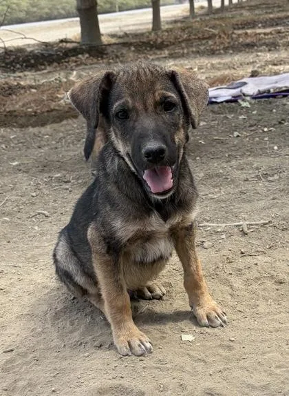 A baby small-sized male Shepherd dog named Nish for adoption in Fresno, CA
