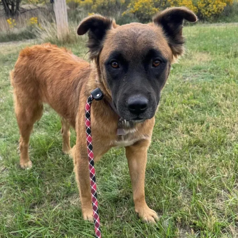 An adult large-sized male German Shepherd Dog dog named Maxwell for adoption in Parker, CO
