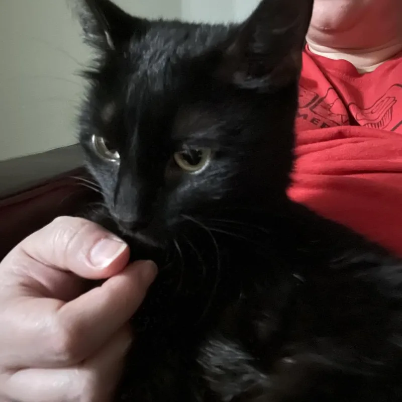 A young medium-sized female Black Domestic Short Hair cat named Winnie for adoption in Chicago, IL