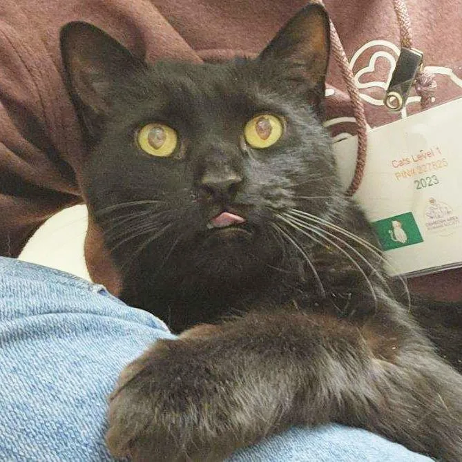 A senior medium-sized male Black Domestic Short Hair cat named Arthur  Looking For for adoption in Oshkosh, WI