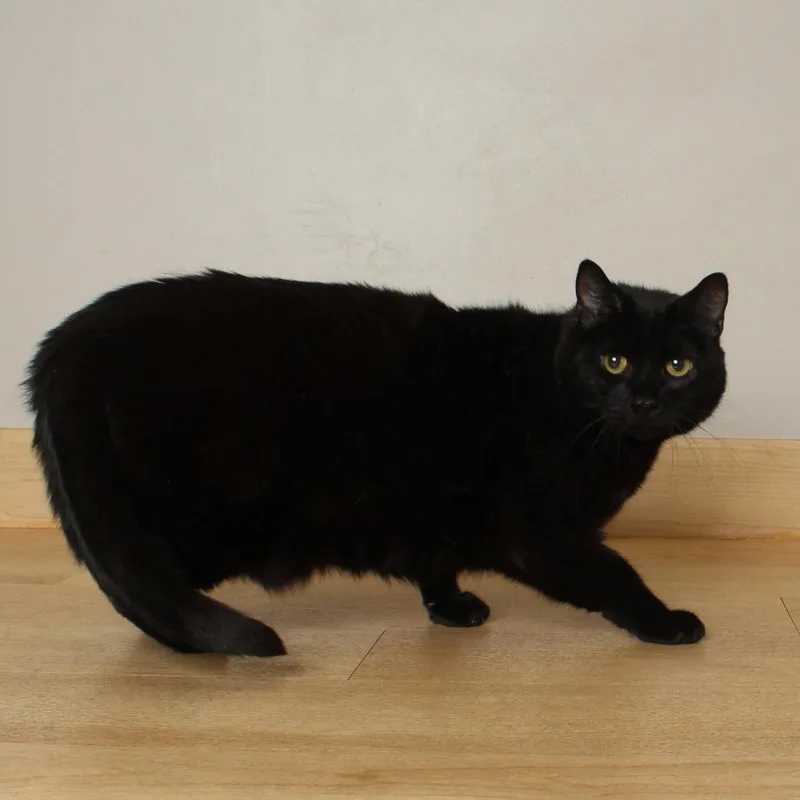 A senior large-sized female Black Domestic Short Hair cat named Harley C for adoption in Minnetonka, MN