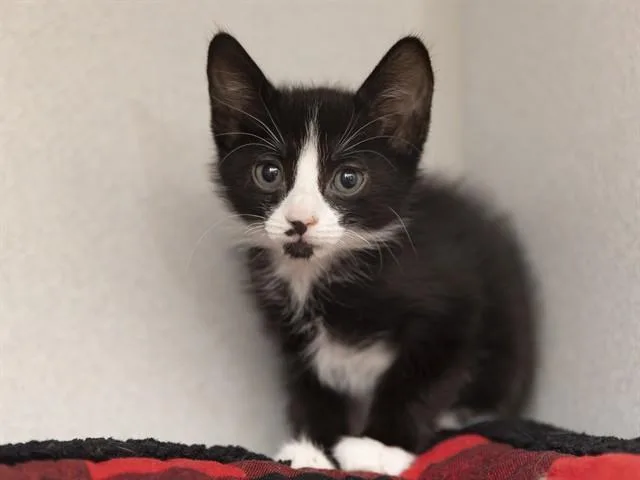 A baby small-sized male Domestic Short Hair cat named Kip for adoption in Phoenix, AZ