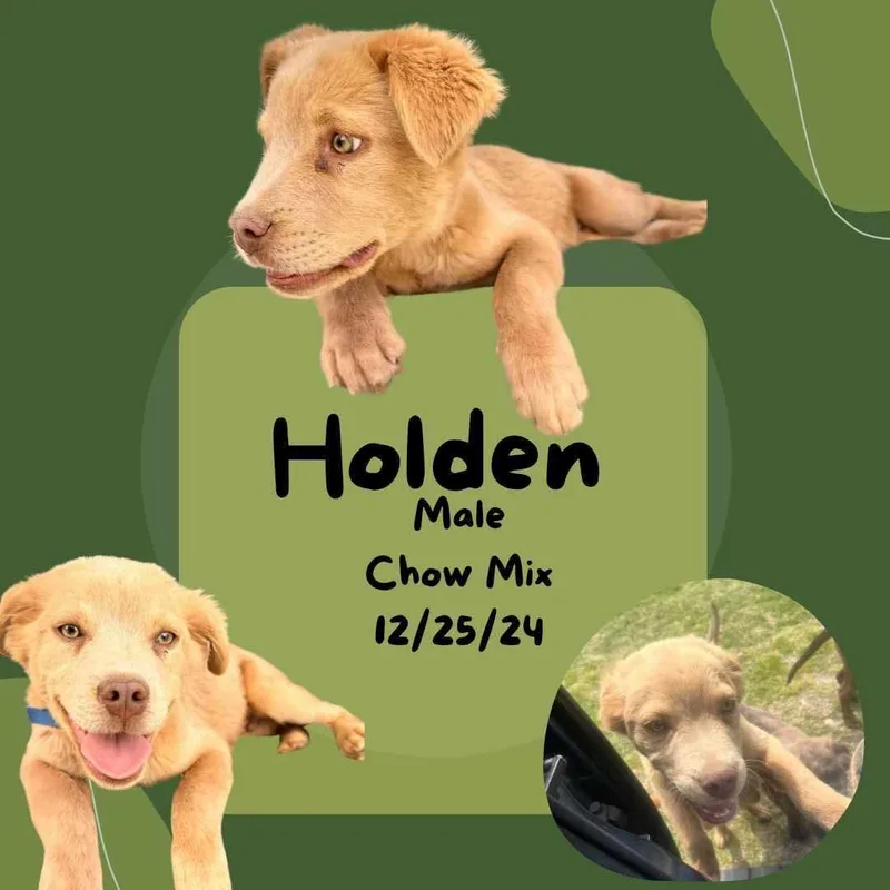 Holden