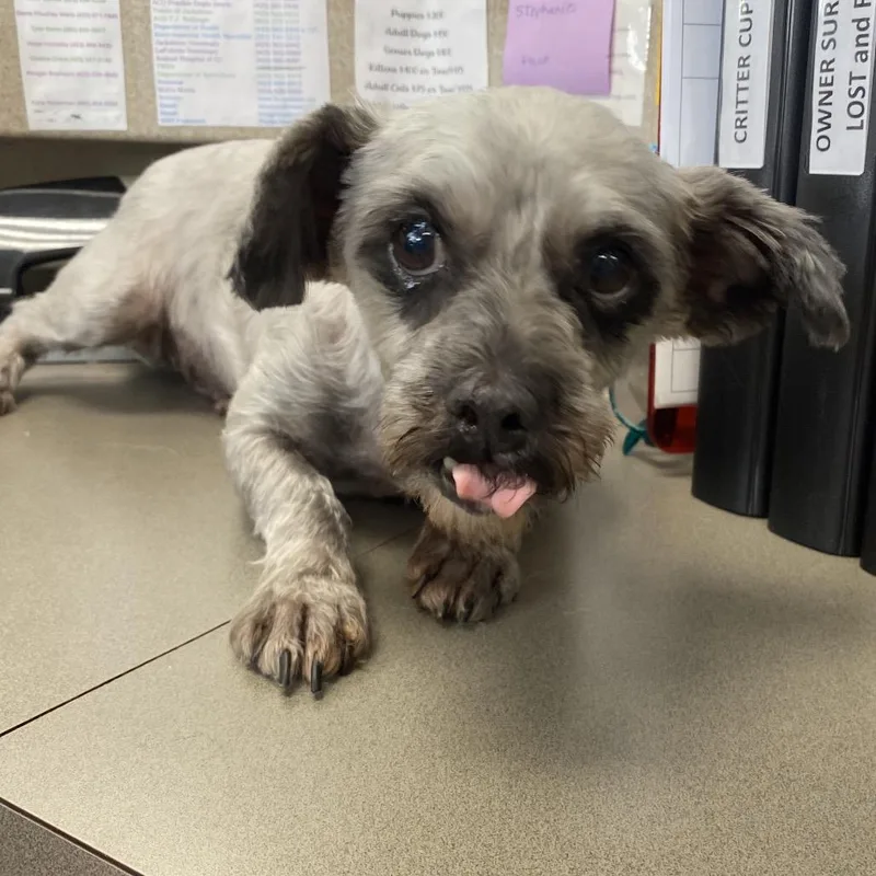 A senior small-sized female Gray / Blue / Silver Shih Tzu dog named Lucky Charm for adoption in Caryville, TN