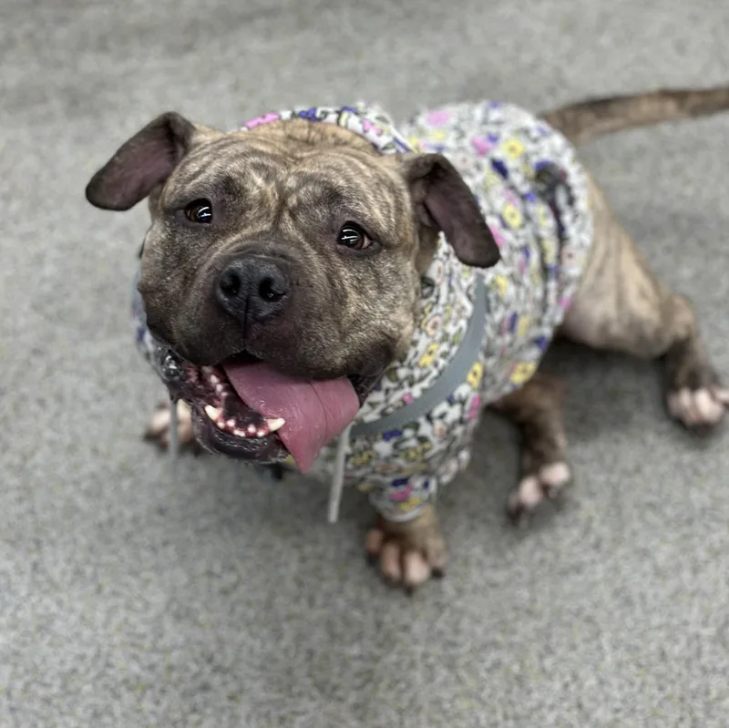 Luna Aka "lulu" thumbnail 3