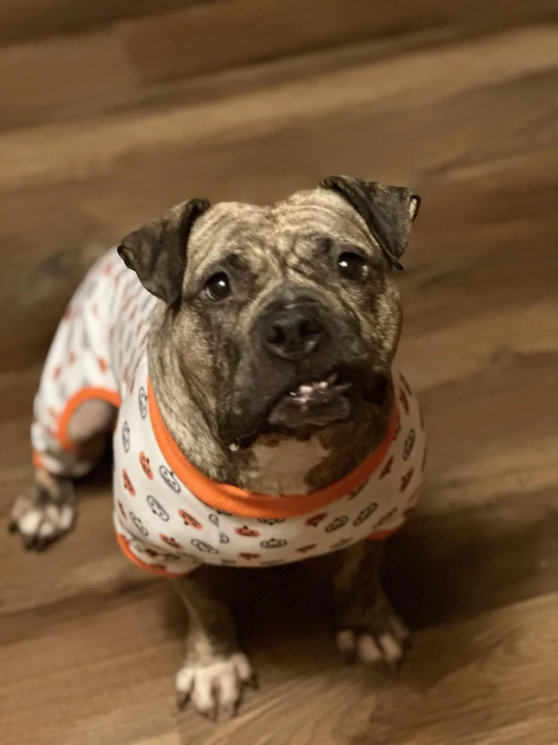 Luna Aka "lulu" thumbnail 4