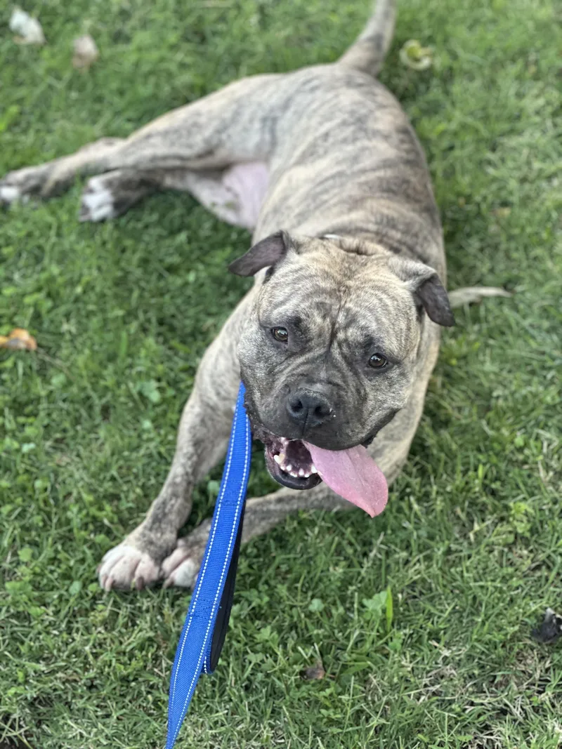 Luna Aka "lulu" thumbnail 2